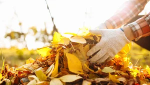 Jesień to czas pozbywania się liści z posesji i jej okolic. O czym należy pamiętać, aby nie dostać mandatu?