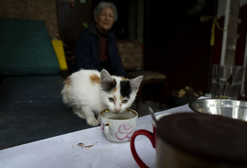 Ludzie i ich zwierzęta próbują przetrwać wojnę