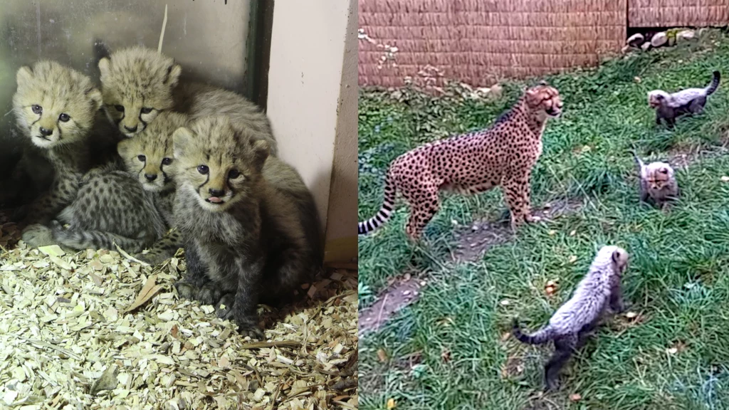 Gdańskie gepardy stały się hitem internetu. Można je podziwiać na bieżąco dzięki transmisji na żywo rejestrującej ich życie w zoo