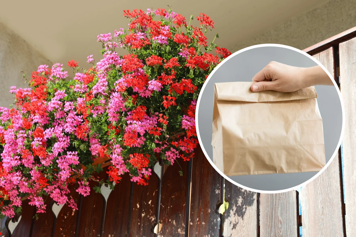 Zimowanie pelargonii nie musi być skomplikowane Zimowanie pelargonii nie musi być skomplikowane