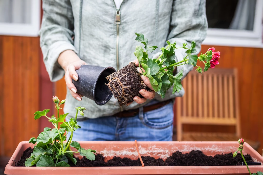 Rozmnażanie pelargonii można wykonywać również jesienią