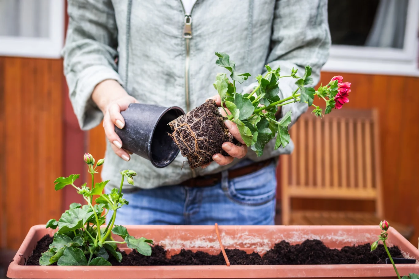 Nie traktuj pelargonii jak rośliny jednorocznej Nie traktuj pelargonii jak rośliny jednorocznej