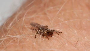 Strzyżak sarni czy właściwie strzyżak jelenica, potocznie nazywany jest "latającym kleszczem"