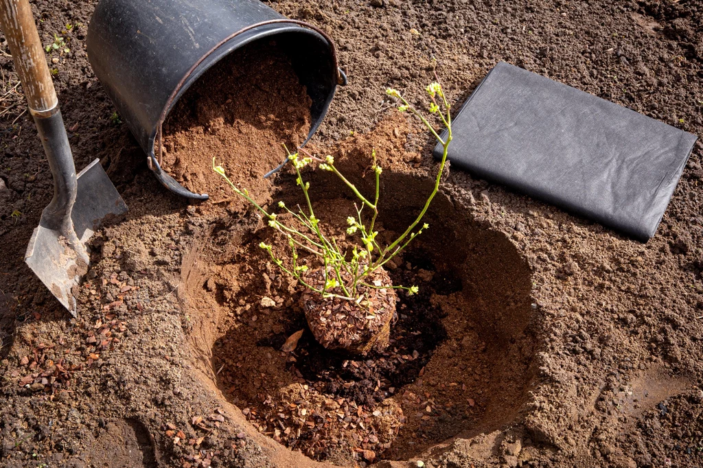 Większość roślin najlepiej rośnie w glebie o kwaśnym odczynie