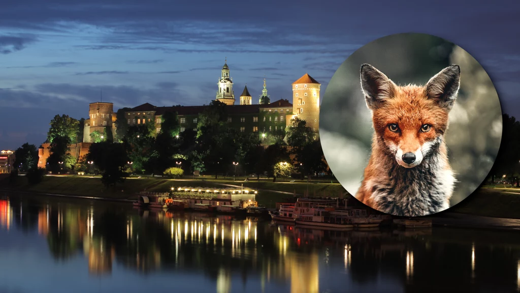 Lisy w polskich miastach to już codzienność. Jednego widziano nawet pod Wawelem. Krakowski magistrat wyjaśnia, dlaczego nie trzeba się ich bać