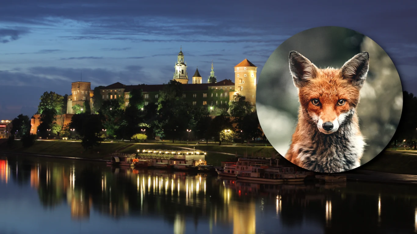 Lisy w polskich miastach to już codzienność. Jednego widziano nawet pod Wawelem. Krakowski magistrat wyjaśnia, dlaczego nie trzeba się ich bać Lisy w polskich miastach to już codzienność. Jednego widziano nawet pod Wawelem. Krakowski magistrat wyjaśnia, dlaczego nie trzeba się ich bać
