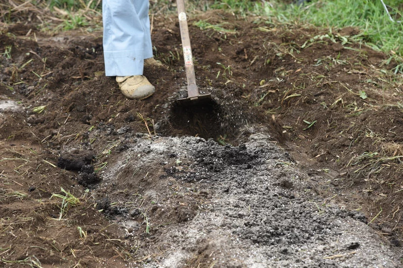 Rozsyp mączkę na ziemi i zmieszaj z glebą