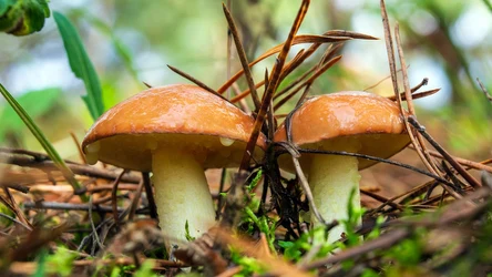 Maślaki można przygotować tak, by nie były gorzkie.