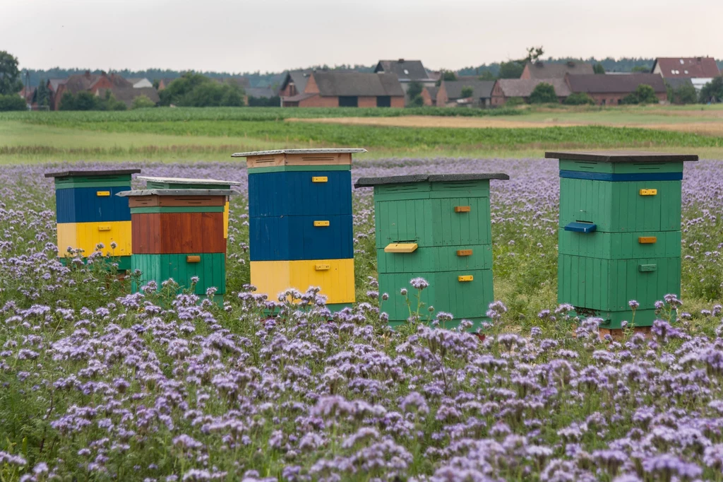 Pszczelarze do produkcji miodu wybierają najczęściej facelię błękitną