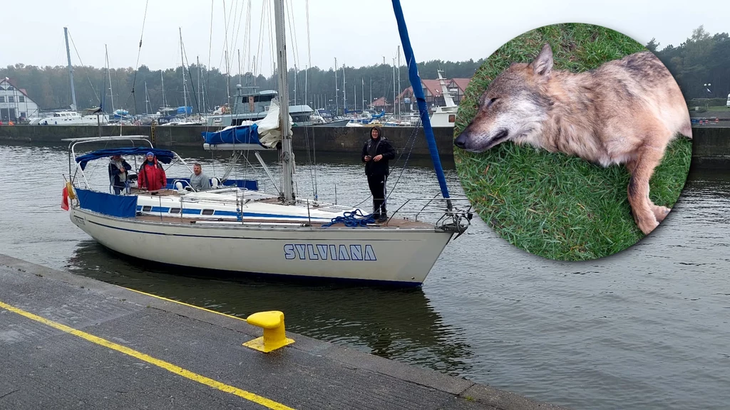 Załoga jachtu "Sylviana" zauważyła pływającego w kanale portowym w Łebie wilka. O zdarzeniu poinformowali bosmana portu