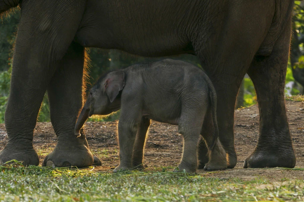 Słoń sumatrzański z młodym słoniątkiem