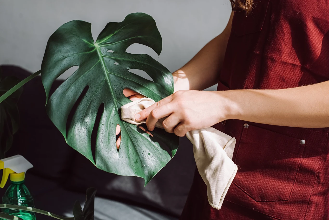 Jak dbać o liście monstery?