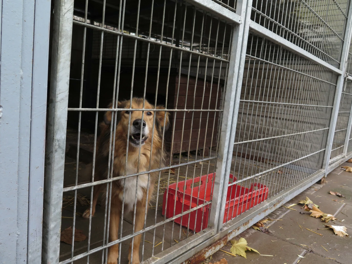 Pies oczekujący w schronisku na adopcję, Chorzów