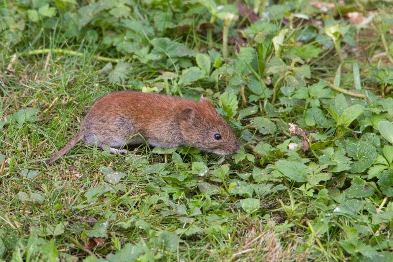 Nornica bywa mylona z myszą polną