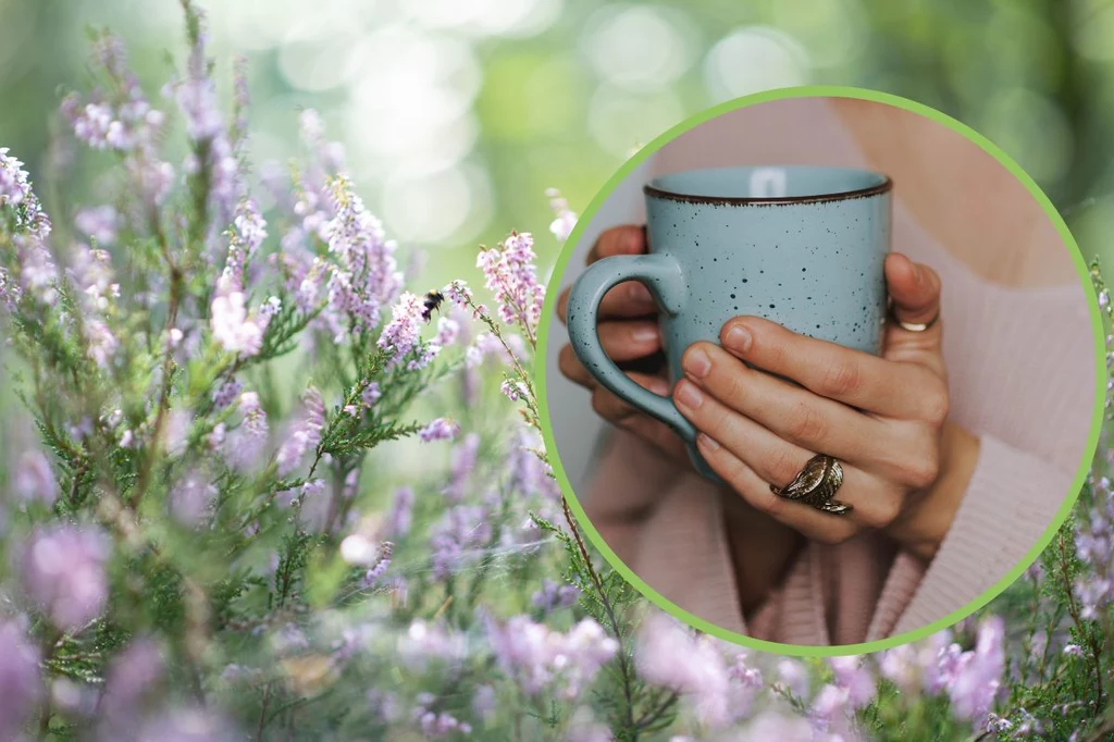 Herbatka z kwiatów wrzosu ma wiele nietuzinkowych, zdrowotnych zastosowań