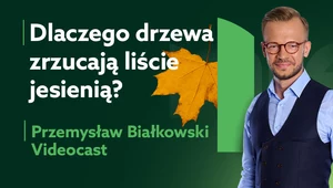 Dlaczego drzewa zrzucają liście? Ekspert wyjaśnia