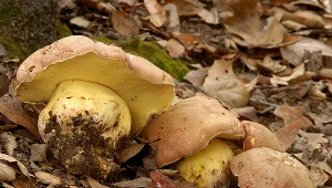 Masłoborowik królewski