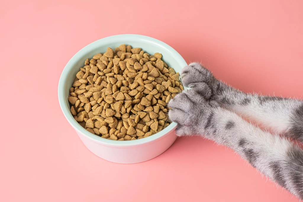 Większość suchych karm jest nieodpowiednia dla kotów. To urodzeni mięsożercy, którzy potrzebują częstych posiłków z drobiu, ryb lub wołowiny
