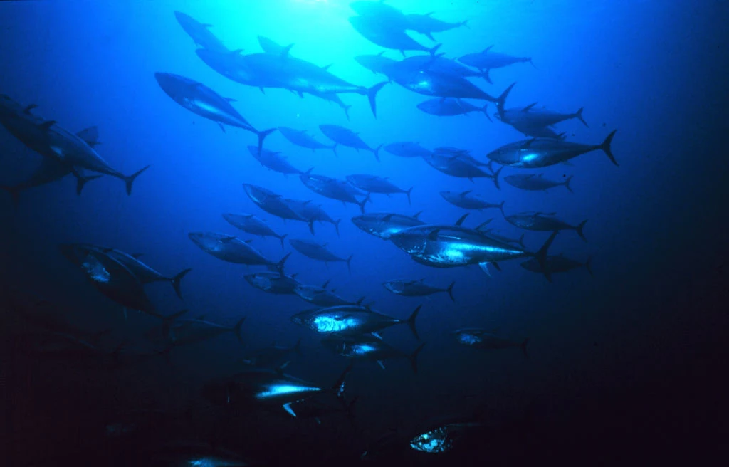 Atlantycki tuńczyk błękitnopłetwy