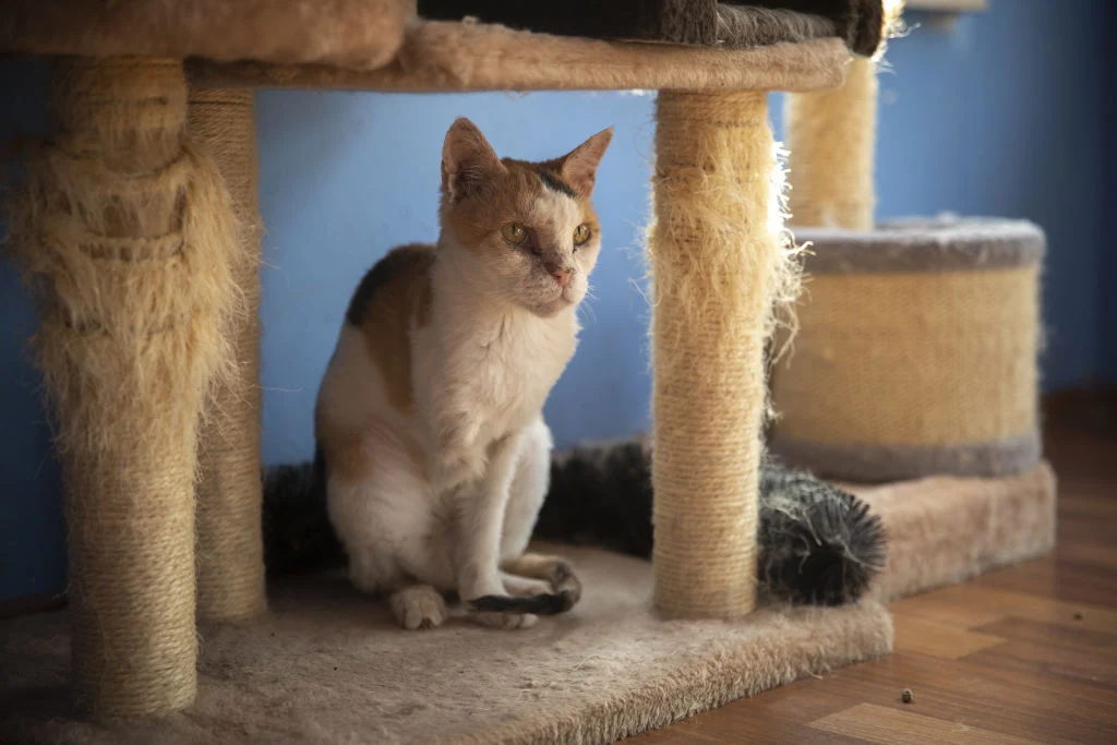 Brak chęci do zabawy i apatia może być objawem jakiejś choroby