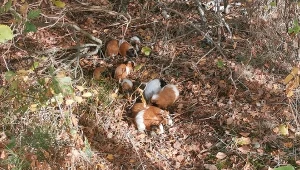 Zwierzęta zostały porzucone w lesie