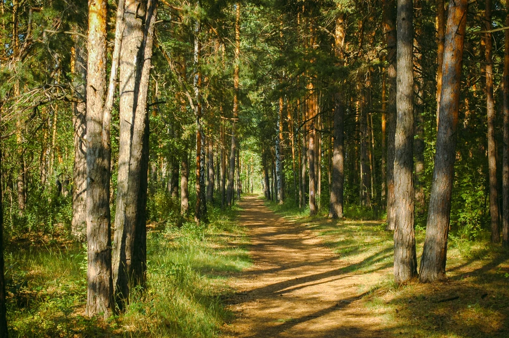 Spacer po Zielonym Lesie koło Kunic może być stresującym przeżyciem