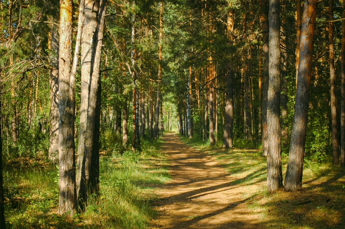 Leśnicy co roku ostrzegają przed trującymi "babimi uszami" Leśnicy co roku ostrzegają przed trującymi "babimi uszami"