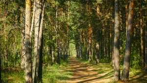 Makabryczna polana w żarskim lesie. Leżą tu setki kości 