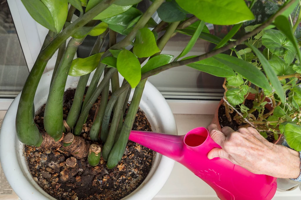 Zamiokulkas to tropikalna roślina, która na dobre rozgościła się w naszych mieszkaniach