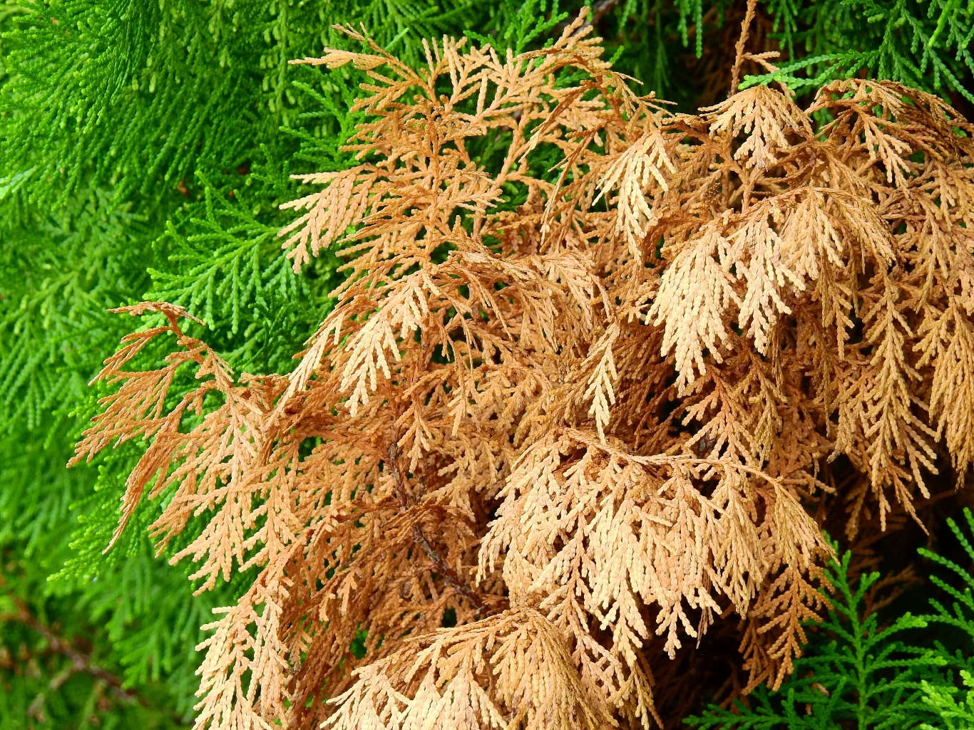Jedną z przyczyn brązowenia tui jest jej atak szkodników