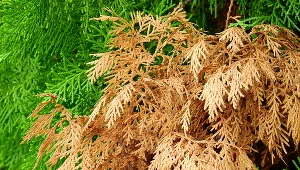 Twoje tuje robią się brązowe? Ogrodnik podpowiada, gdzie leży problem 