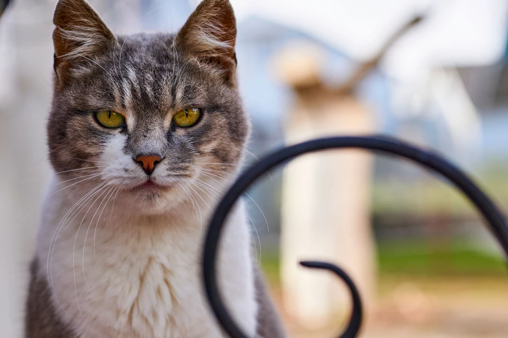 Koty potrafią chłonąć złą energię, która kumuluje się w domach i mieszkaniach