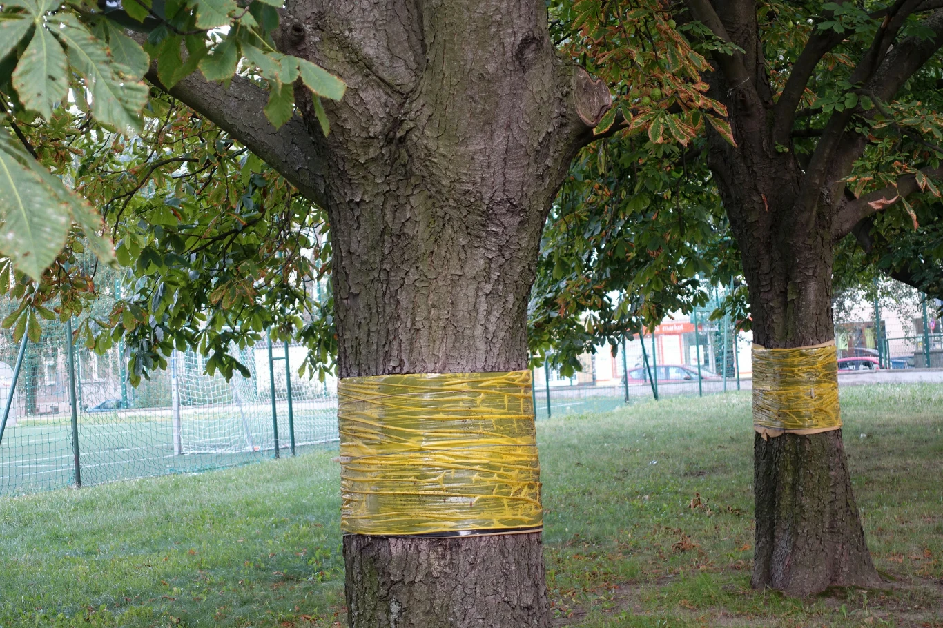 Drzewo obklejone opaską z lepem