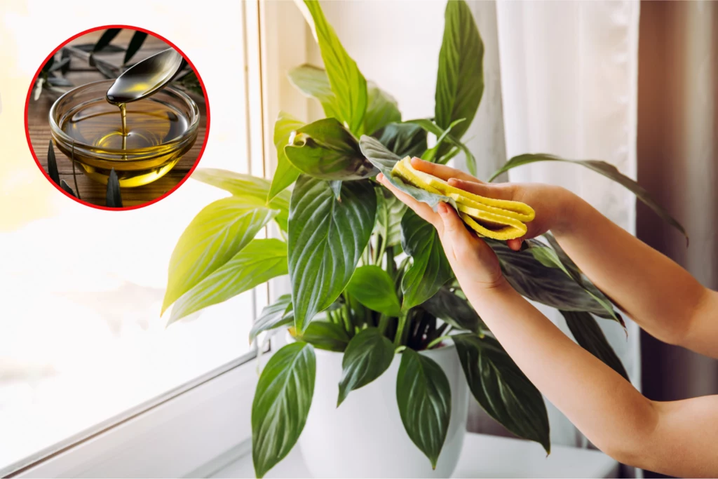Nabłyszczanie roślin olejem przynosi dużo korzyści