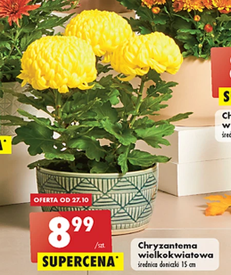 Chryzantema Biedronka