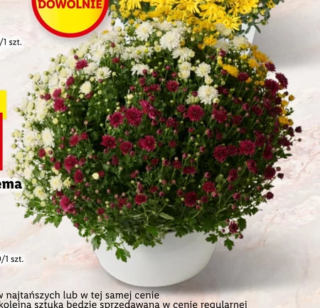Chryzantema Lidl
