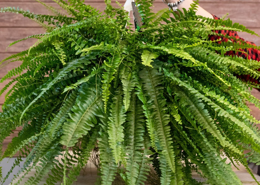 Paprocie to jedne z najstarszych roślin na ziemi