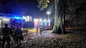 Dąb podpalony przez wandali