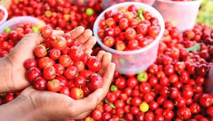 Regularne spożywanie aceroli zwiększa odporność organizmu na infekcje sezonowe