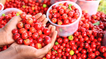 Acerola to prawdziwa skarbnica witaminy C. Co wiadomo na jej temat?