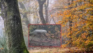 Biały daniel uchwycony w polskim lesie