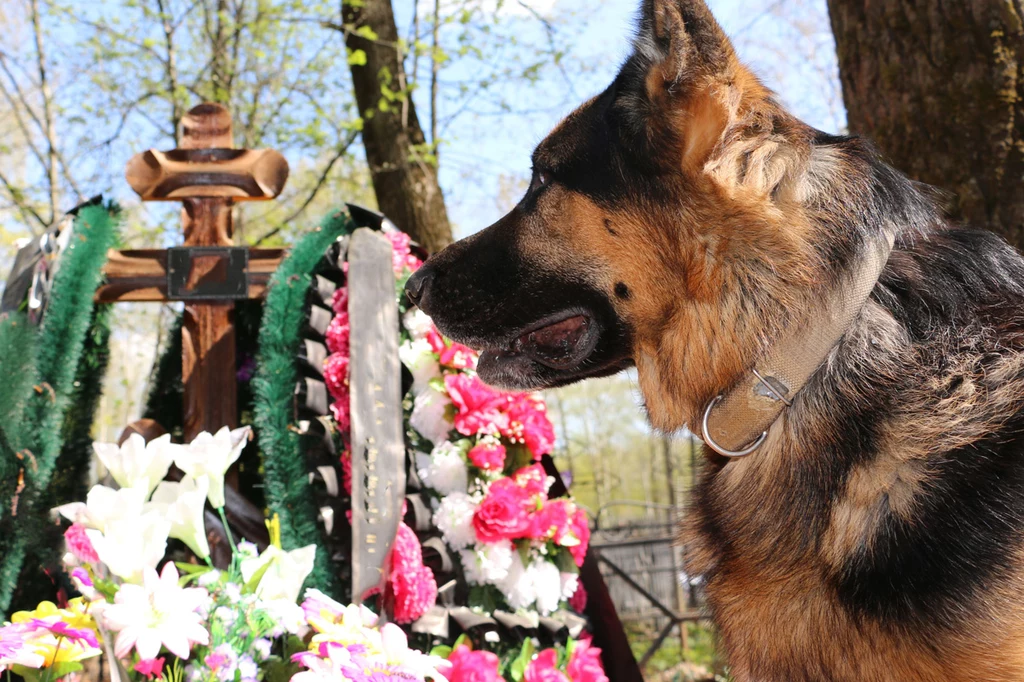 Zastanawiałaś się, czy możesz zabrać psa na cmentarz? Oto co mówią przepisy