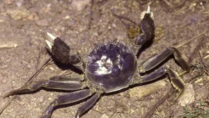 Krab wełnistoszczypcy, zdj. ilustracyjne