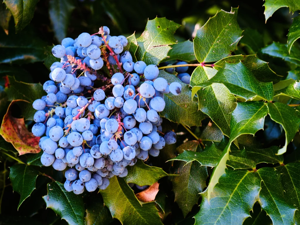 Owoce mahonii można zbierać nawet późną jesienią