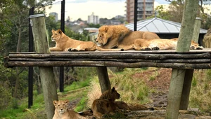 Lwy z Toronga Zoo uciekły ze swojej zagrody 