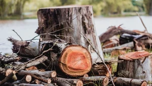 Drzewo spadło na 64-latka. Zginął na miejscu