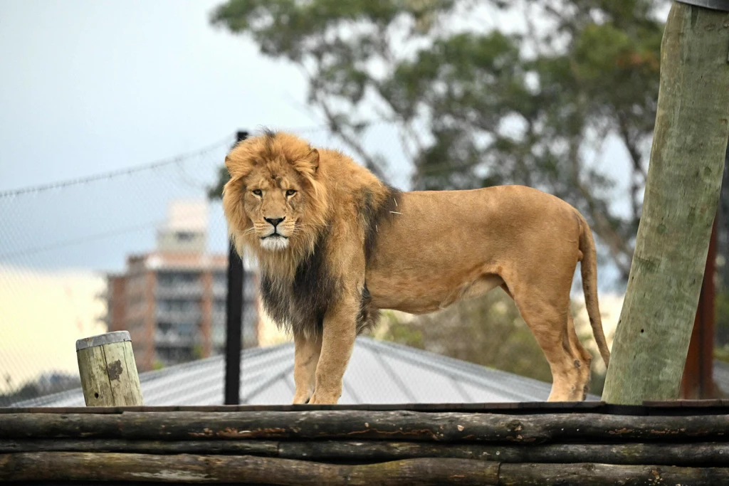 W środę rano w zoo w Sydney doszło do ucieczki pięciu lwów. Na szczęście nikomu nic się nie stało