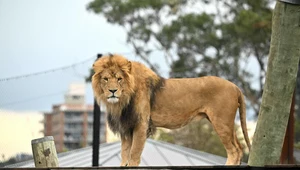 W środę rano w zoo w Sydney doszło do ucieczki pięciu lwów. Na szczęście nikomu nic się nie stało