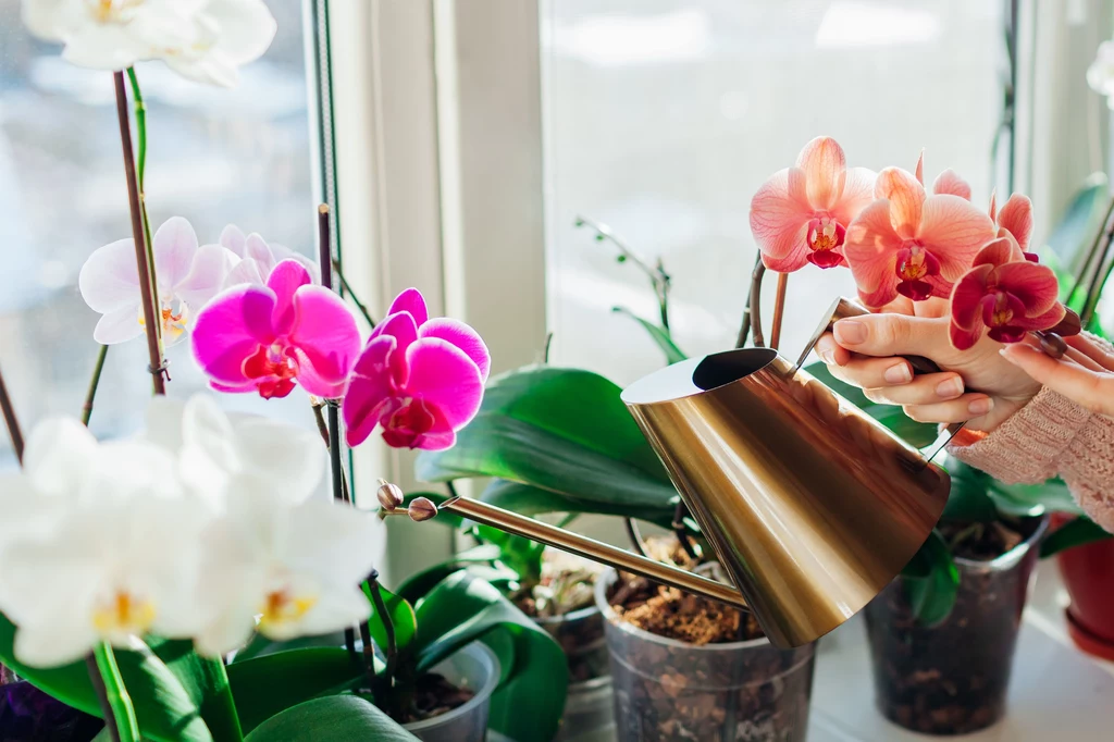 Regularne podlewanie orchidei nalewką z czosnku, chroni je przed atakiem chorób grzybowych