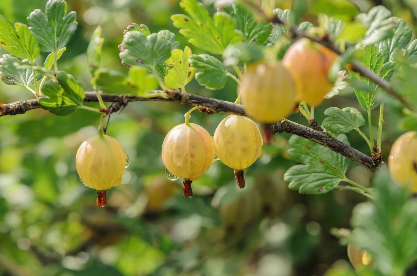 Agrest często pada ofiarą ataków żarłocznych gąsienic Agrest często pada ofiarą ataków żarłocznych gąsienic